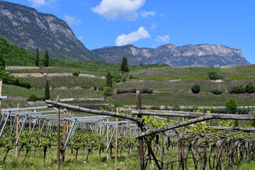 Fototapeta premium Schöne Landschaft mit Weinbergen beim Kalterer See in Südtirol 