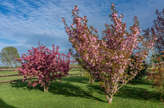 Charencey, France - 04 10 2026: A Japanese cherry tree and a Japanese apple tree with pink blossoms in a green park in Le Perche region