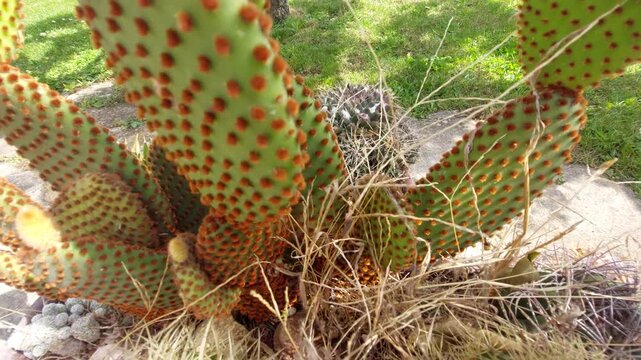 Collection of different cactus plants with sharp thorns in a pot outdoors