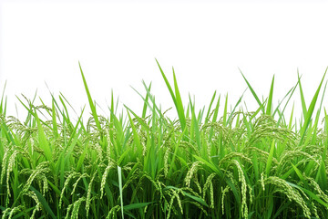 Fototapeta premium Fresh young rice stalks border isolated on white