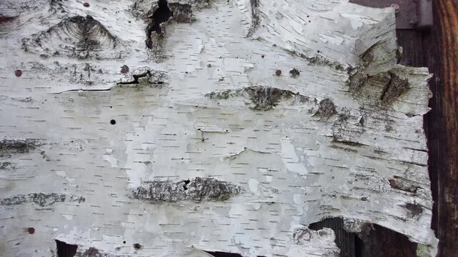 Detailed texture of Linden tree bark with pine cones decoration