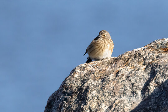 Eurasian linnet