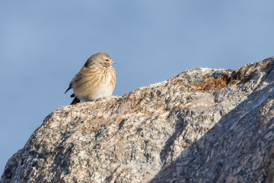 Eurasian linnet
