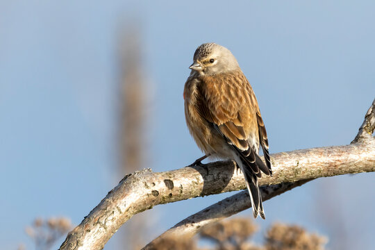 Eurasian linnet