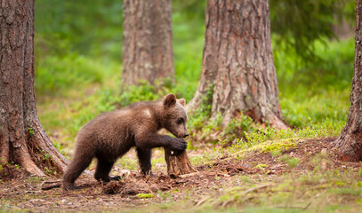 Young brown bear cub playing with a tree stump © giedriius