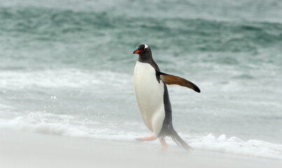 Fototapeta premium Gentoo penguin walking on a sandy beach