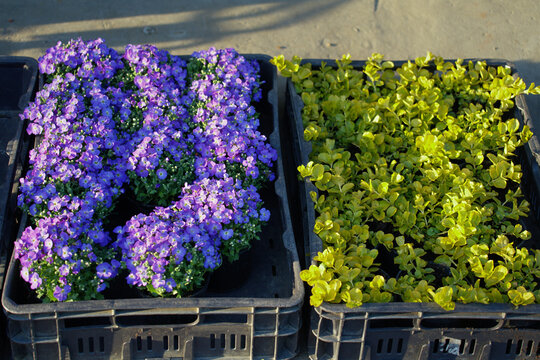 Containers with seedlings of ground cover plants lilac Aubrietia and Aurea (Goldilocks) Lysimachia nummularia