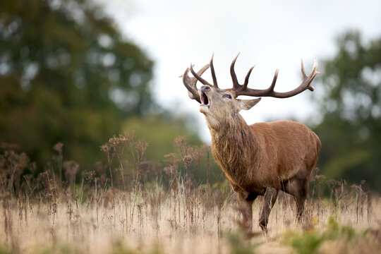 Red deer stag roaring during rutting season in autumn