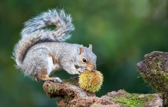 Grey squirrel eating chestnut while sitting on tree stump surrounded by spiky chestnut burrs