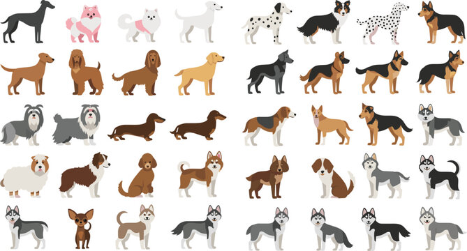 Large Flat Vector Dog Breed Collection Featuring Husky, Dalmatian, German Shepherd, Labrador, Dachshund, and Chihuahua for Veterinary Clinics, Pet Care, and Animal Infographics