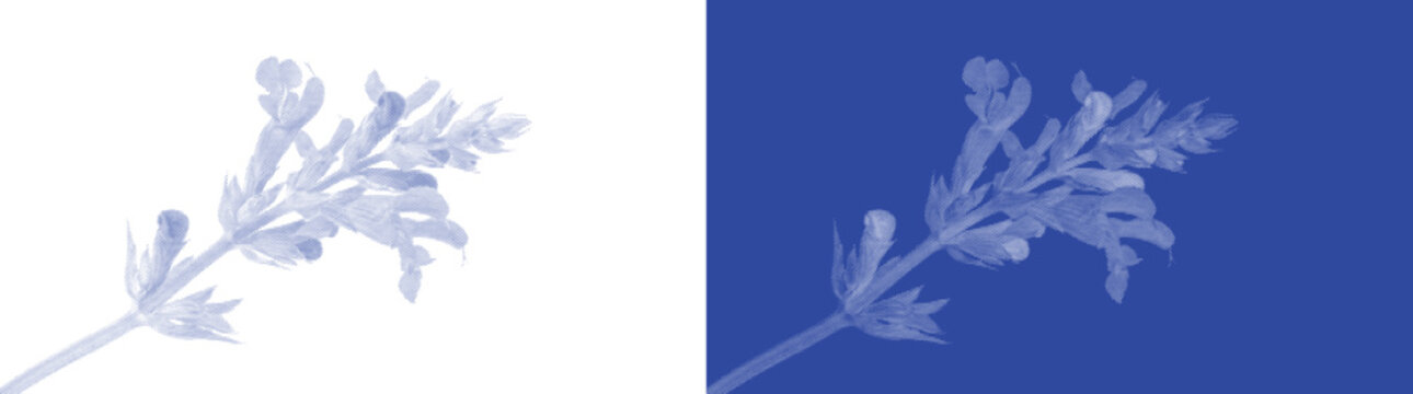 Handmade blue cyanotype lavender sprig botanical vector for vintage sunprint floral garden herbarium art