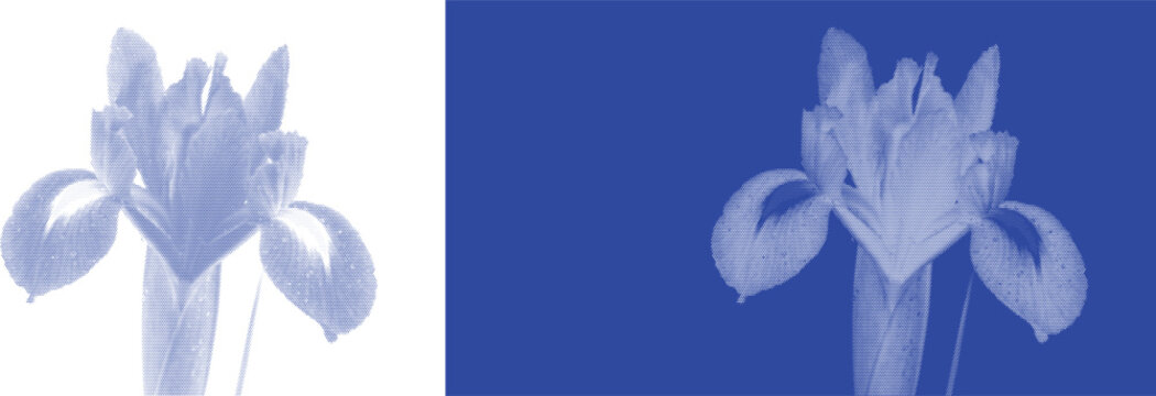 Artistic iris flower cyanotype blue sunprint vector for retro botanical plant herbarium specimen posters