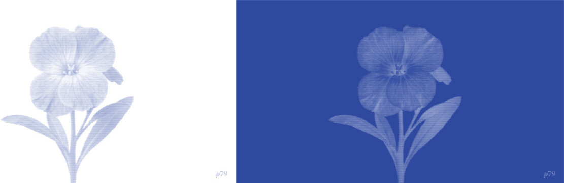 Pansy blossom cyanotype vector for boutique flower shop identity and seasonal spring flyers