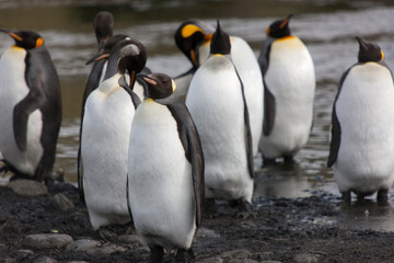 Obraz premium South Georgia king penguin on a cloudy winter day.
