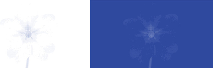 Fototapeta premium Jasmine flower cyanotype vector for aromatherapy branding and perfume product label