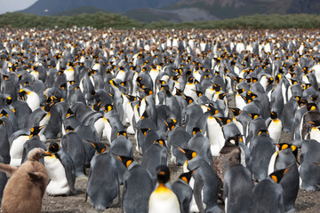 South Georgia king penguin on a cloudy winter day. © Iurii