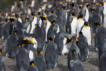 Obraz premium South Georgia king penguin on a cloudy winter day.