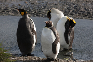 Fototapeta premium South Georgia king penguin on a cloudy winter day.