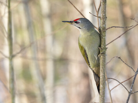 Grey-headed Woodpecker