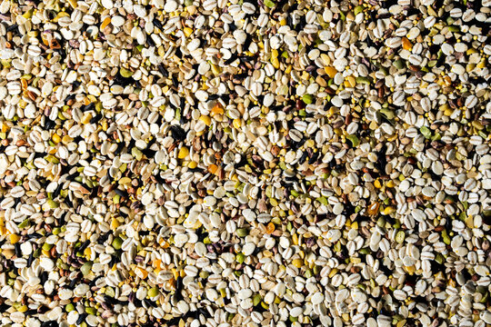 Close up of Japanese 30 grain blend 