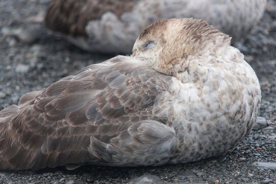South Georgia skua on a cloudy winter day.