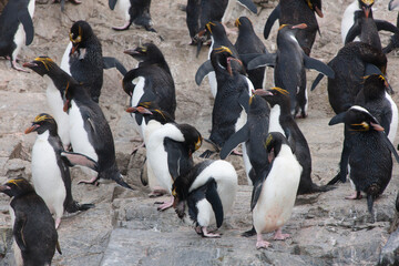 Obraz premium South Georgia macaroni penguins on a cloudy winter day.