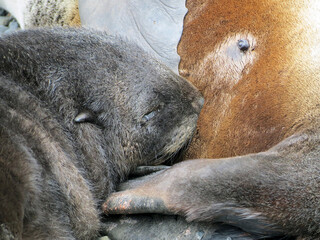 Naklejka premium South Georgia elephant seal on a cloudy winter day.