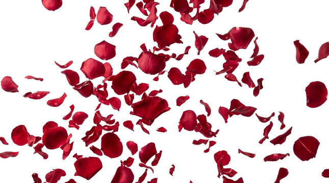 Full frame isolated red petals 