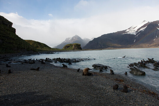 South Georgia landscape with sea on a cloudy winter day.