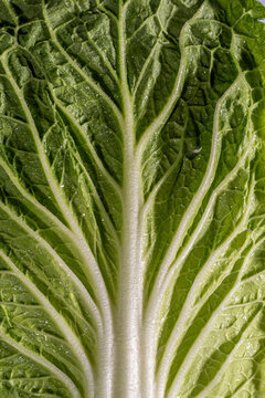 Closeup of cabbage with water droplets 