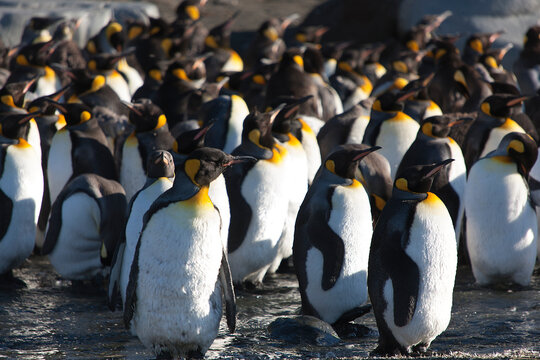 South Georgia king penguin on a cloudy winter day.