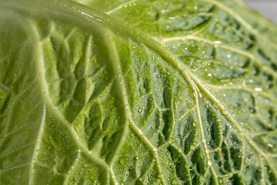 Closeup of cabbage with water droplets 