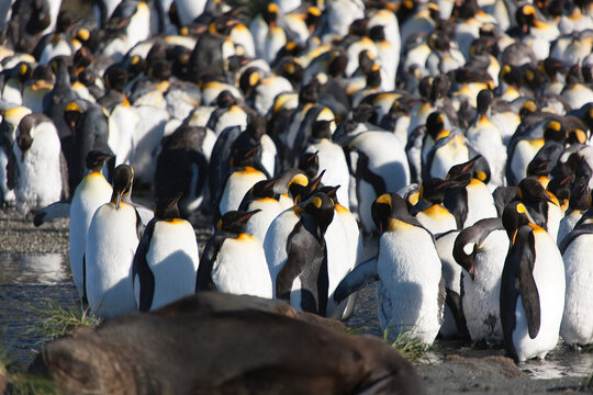South Georgia king penguin on a cloudy winter day.