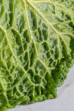 Closeup of cabbage with water droplets 