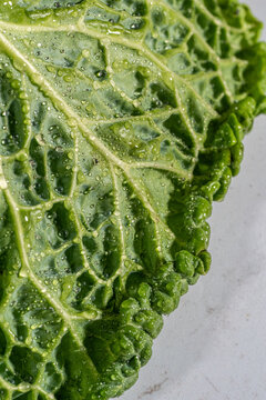 Closeup of cabbage with water droplets 