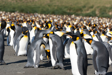 Obraz premium South Georgia king penguin on a cloudy winter day.