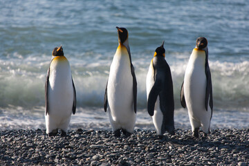 Fototapeta premium South Georgia king penguin on a cloudy winter day.
