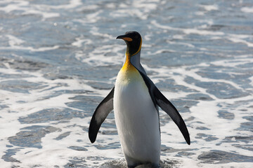 Obraz premium South Georgia king penguin on a cloudy winter day.