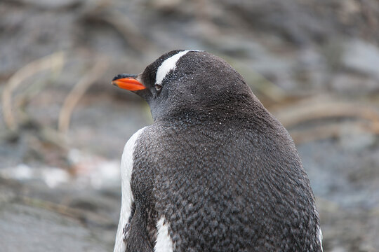 South Georgia gentoo penguin on a cloudy winter day.