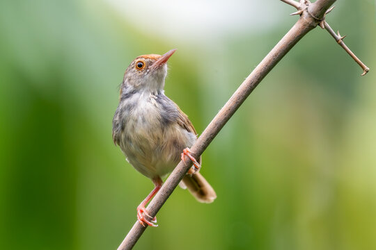 Common Tailorbird - Orthotomus sutorius, small beautiful songbird found in the forests, woodlands and gardens across tropical Asia, Vietnam.