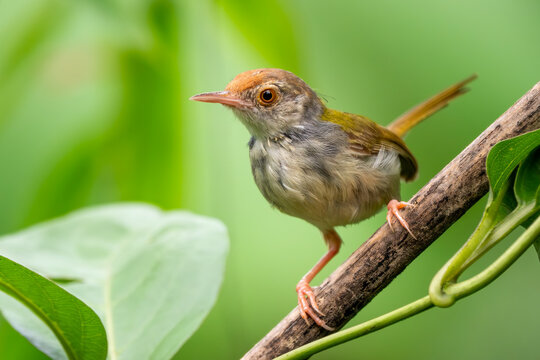 Common Tailorbird - Orthotomus sutorius, small beautiful songbird found in the forests, woodlands and gardens across tropical Asia, Vietnam.