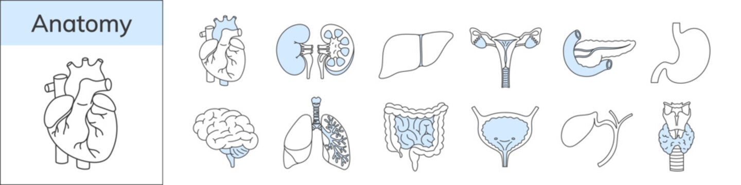 Human organs icon set. Simple anatomical illustration, hand-drawn in a linear style.