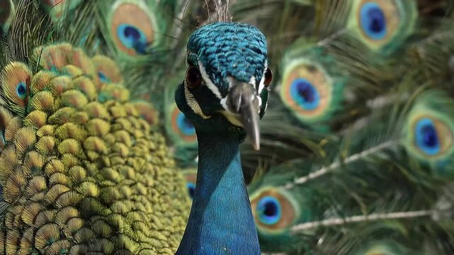 Peacock displays feathers in a garden during daylight hours showcasing vibrant colors and intricate patterns