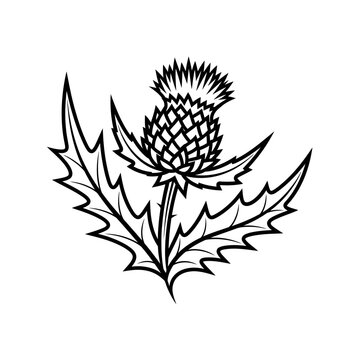 Detailed black and white illustration of a thistle flower and leaves