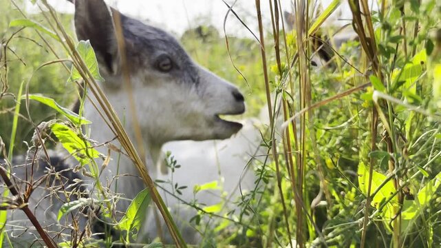 Small goats graze peacefully on a green meadow in a sunny summer day. They nibble fresh grass under bright daylight, creating a calm rural scene filled with warmth and natural charm. Slow motion