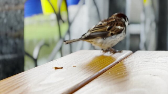 Close up of a small sparrow sitting on edge of a table and eating food. The bird is captured in detail as it pecks at the meal, creating a natural and candid moment at urban setting. Slow motion