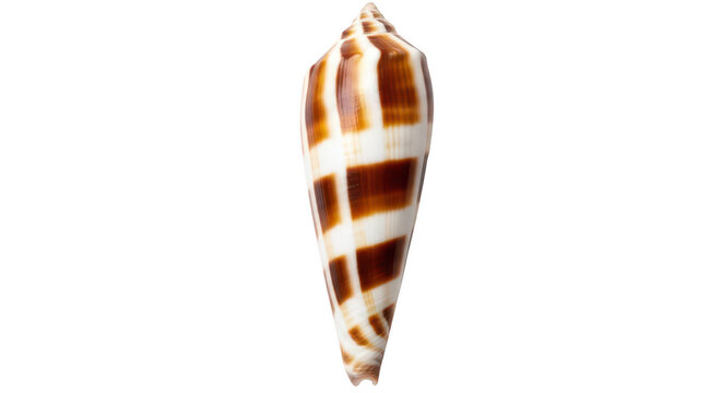 Seashell cone shell isolated on transparent background brown and white striped marine mollusk shell coastal ocean souvenir beach element natural underwater treasure decorative object.