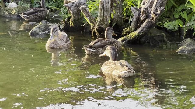 Brownish ducks swimming on a calm lake during a sunny summer day. The birds move gently across the water surface, reflecting bright sunlight and creating a peaceful natural wildlife scene