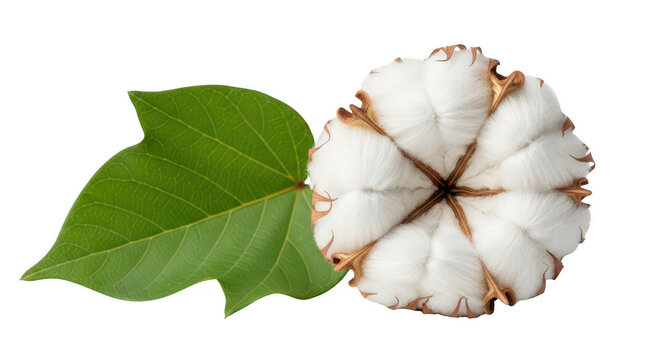 Natural cotton boll with soft white fibers and green leaf, harvested plant material, textile production ingredient, rustic organic texture, isolated on checkered background.