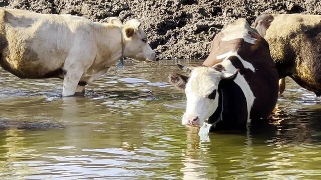 Small herd of cows stands in a shallow river, cooling off on a hot summer day. The calm water reflects the sunlight as the animals rest and seek relief from the heat in a peaceful rural landscape